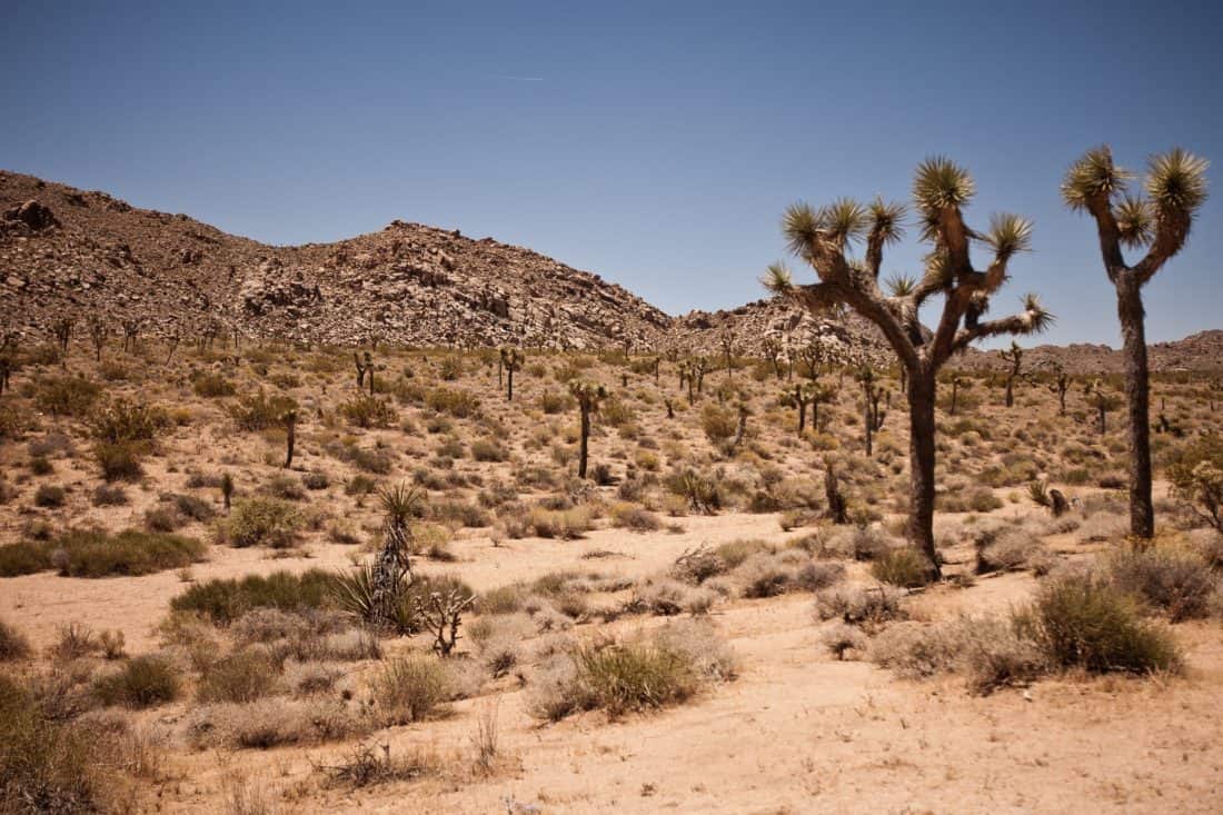 A picture of a desert, where tumbleweed can be seen